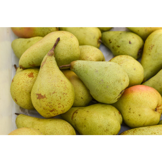 Pear